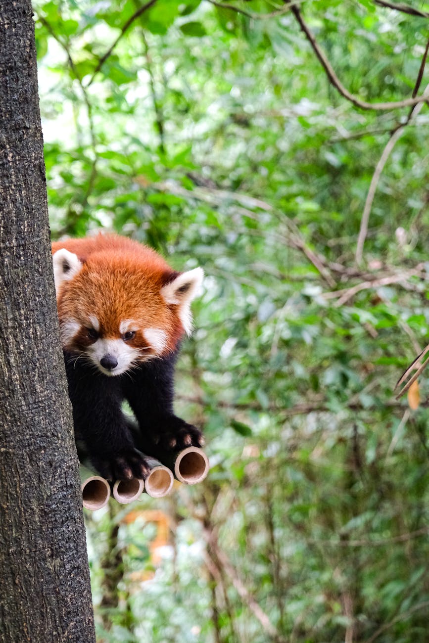 brown and white animal on brown tree trunk