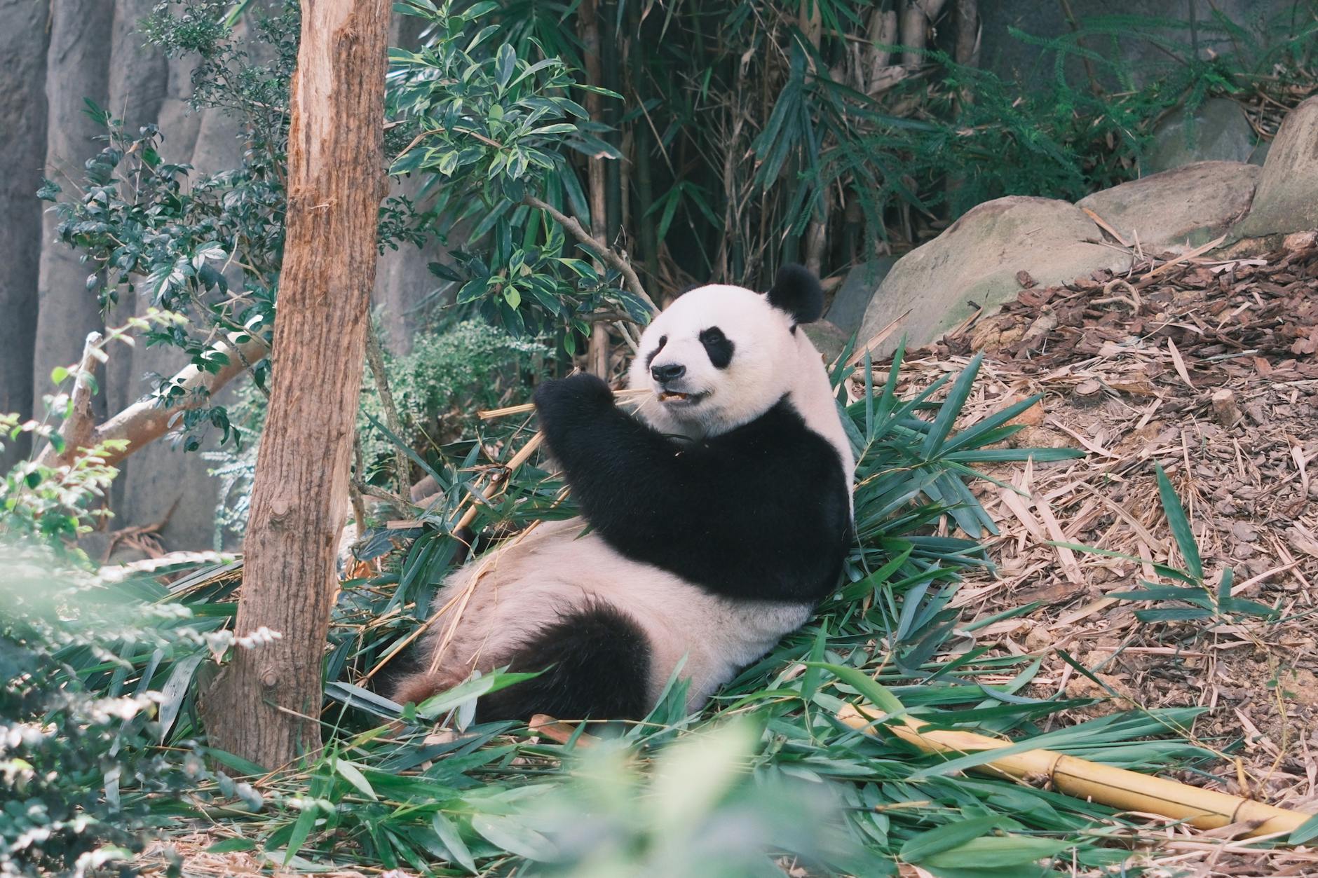 giant panda relaxing in bamboo forest habitat